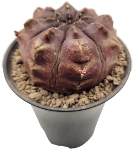 Fangblatt - Gymnocalycium mihanovichii 'Daydream' - japanischer Kaktus - pflegeleichte Zimmerpflanze