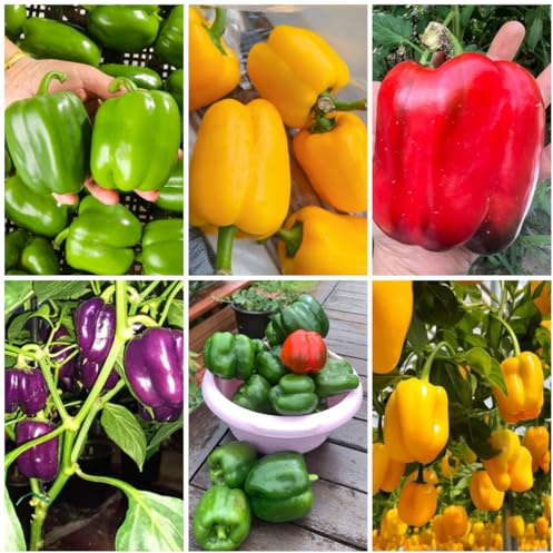 antiguas variedades de semillas de pimiento de jardín, trepadoras resistentes de chile de interior, para 40pcs