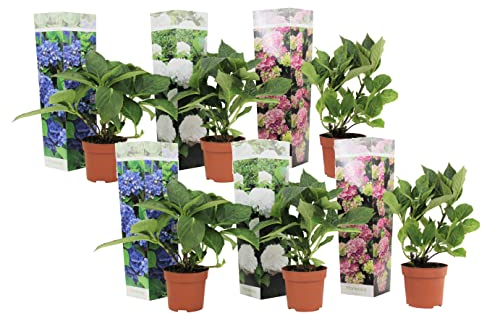 Plant in a Box - Hydrangea macrophylla - 6er Mix - Hortensien - Gartenpflanzen - blau, rosa, weiß - Topf 9cm - Höhe 25-40cm