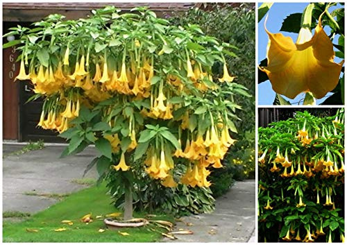 Portal Cool Brugmansia Suaveolens 30 semi gialli, Angelo tromba Giallo, F