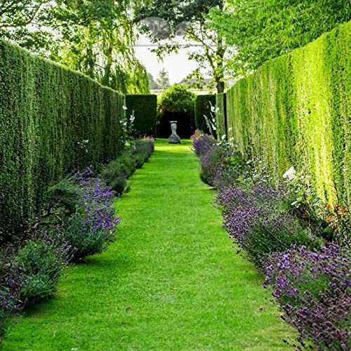 Gardline - Gemeine Heimische Eibe Taxus baccata 40-50 cm IM TOPF. Angebot: 10-200 Pflanzen - 160 St. (ca. 35,5 Meter)