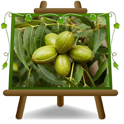 EURO PLANTS VIVAI Noce Pecan Starking H.G. — Pianta da Frutto Antico in Vaso 20×26 cm — Altezza 120-140 cm — Età 2 Anni — Coltivazione Italiana
