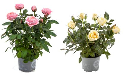 Rosal Miniatura | Pack 2 Plantas | Flores de Colores | Plantas Naturales con Flor
