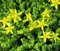 Semi di Fiori Stonecrop