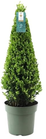 My Green Help - 1x Ilex crenata a piramide (Vaso Ø21cm, H +-75cm) – Agrifoglio giapponese sempreverde, topiaria piramidale per ingressi e giardino – Pianta ideale per vaso e aiuole formali