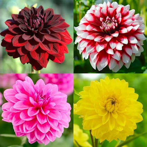 Bulbi di DALIA | Bulbi provenienti dai migliori produttori Olandesi | Esclusiva selezione e controllo qualità | Fioritura garantita dal primo anno. (4 Dahlie Bouquet BRIGHT SUMMER)
