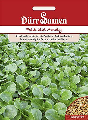 Dürr Samen 4243 Feldsalat Amely (Feldsalatsamen)