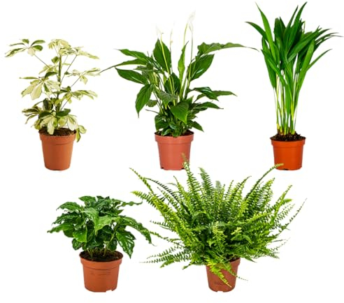 Bloomique – Lot de 5 – Mélange de plantes dépolluantes – Caféier, Fougère, Palmier d’Areca, Fatsia, Spathiphyllum – 20-40 cm de haut – Pot 12 cm