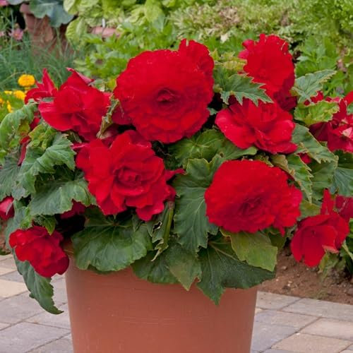 Nouveau frais 60pcs graines de fleurs de bégonia