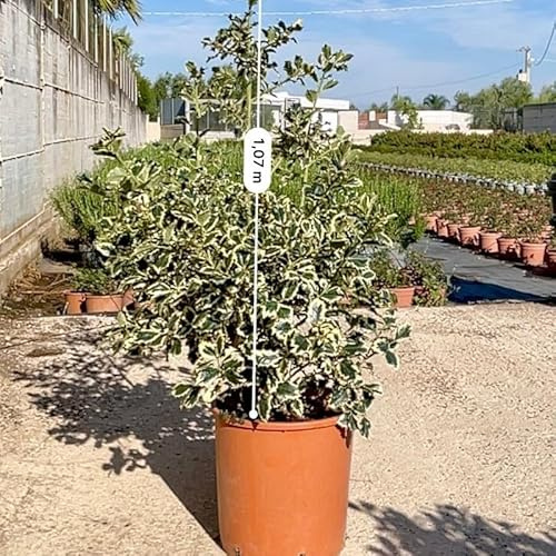 Pianta Agrifoglio Variegato - Ilex Aquifolium
