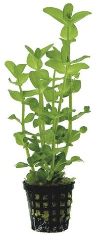 Potted Live Aquarium Plants | Freshwater Aquatic Plants for Aquariums (Moneywort)