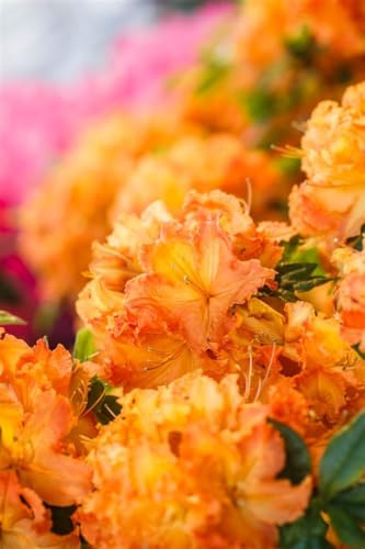 Rhododendron luteum 'Gibraltar' 80-100 cm – Winterhart, Mehrjährig, Pflegeleicht – Azalee – Zierstrauch für Garten & Beet