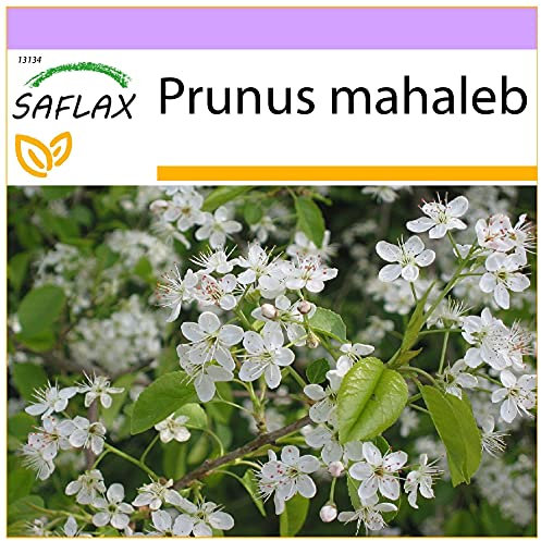 SAFLAX - Cerisier de Sainte-Lucie - 30 graines - Prunus mahaleb