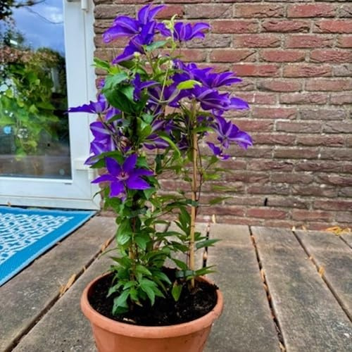 3 plantas trepadoras Clematis The President (clemátides): compra 3, paga por 2, azul, perenne y resistente al invierno, plantas trepadoras perennes | 3 macetas de 1,5 litros