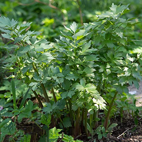 semi di levistico, giardino aromatiche selvatiche verdi prodotti sostenibili per gli amanti del giardino semi di aromatiche da resistenti 150pcs
