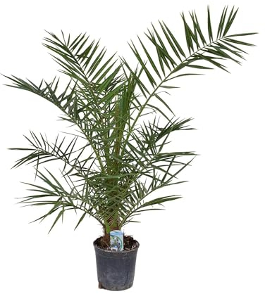 Kanarische Dattelpalme 100-120 cm - Phoenix canariensis - Phönixpalme