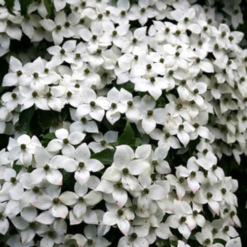 Plant Theory Chinese Dogwood Cornus Kousa VAR. Chinensis Shrub Plant 2L Pot