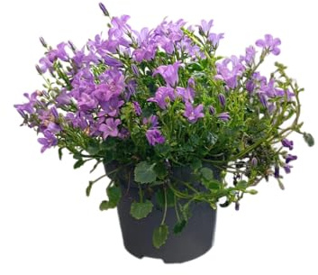 Campanula de Primavera – Planta Natural con Floración Temprana y Abundante