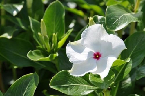 Graines de fleurs de VINCA MENTHE POIVRÉE FRAÎCHE PARFUMÉES PERIGÈRE ANNUEL Paquet de 500 graines