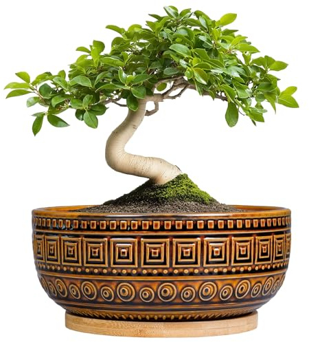 G EPGardening Bonsai Pots- 8 Inch Ceramic Succulent Planter with Drainage and Plant Saucer, Shallow Round Planter Bowl for Indoor Plants Flower, Boho Room Decor, Birthday Gifts, Brown