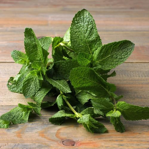 semillas de menta orgánica de cobertura del suelo resistentes jardín rocas, para perenne 200pcs