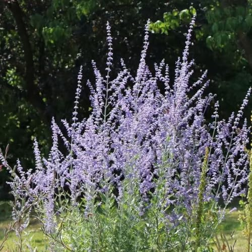 Semillas de salvia rusa - Decoraciones de jardín exteriores raras en con balcón verano jardín elevado mariposa 500pcs