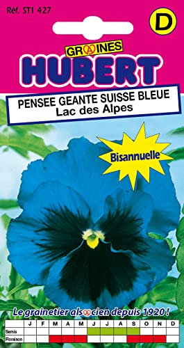 Graines de Pensée géante Suisse bleue Lac des Alpes - 0,3 grammes