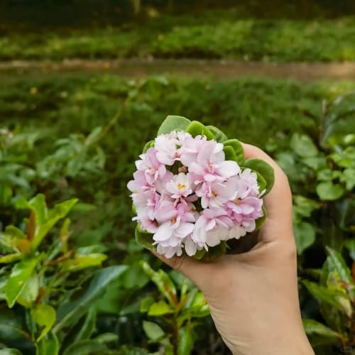 300 pcs usambaraveilchen samen, veilchen - Saintpaulia ionantha - blumensamen gastgeschenk, samen usambaraveilchen pflanze kaufen blumen garten, steingarten pflanzen blumensamen, garten