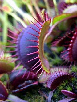 Dionaea Muscipula Giant Clip Venus Fliegenfalle Samen 100 stücke Insektenfressende Samen Garten Pflanzensamen Bonsai Familie Topf Grün
