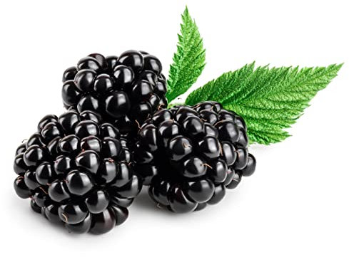 BlackBerry Plants - 1 x Bare Rooted Plant - Blackberries - Garden Ready - Ready to Plant - Premium Quality Fruit Plants
