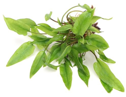 K2AQUA Cryptocoryne Wendtii Green Live Aquarium Plant Lush Green Colour Easy Care Low Maintenance Foreground Midground Freshwater Tank Beginner Friendly