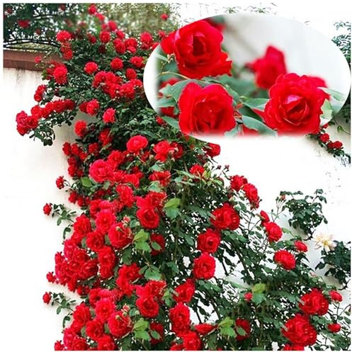 100 Graines de Rosier Grimpant à Croissance Rapide, Fleurs Parfumées Multicolores, Plantes Vivaces pour Balcon Jardin Mur Végétal, Cadeau Jardinage (Rouge)