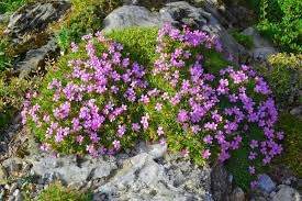 Alpen-Lichtnelke 100 Samen (Lychnis alpina) Steingarten, bodendecker,Mehrjährige