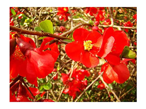 Japanese Flowering Quince, Chaenomeles Japonica, Flowering Shrub, Edible Fruits, 10-15cm Tall