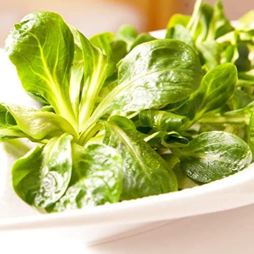 Organic Lambs Lettuce - Oriental & Unusual Corn Salad VIT Seeds Grow Anytime Approximately 1130 Seeds