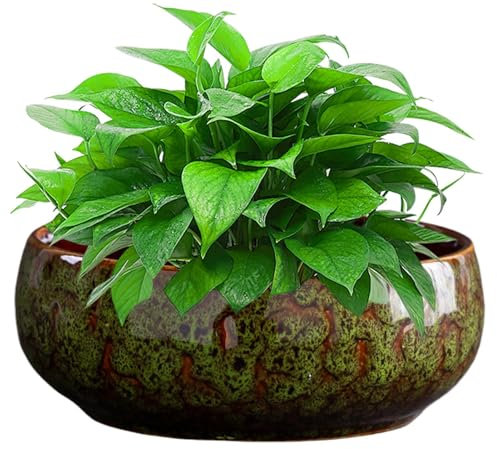 Generico Fioriera Bassa a Ciotola - Contenitore Idroponico - Vaso in Ceramica Leggero per Piante Grasse, Giardino, Patio e Serra