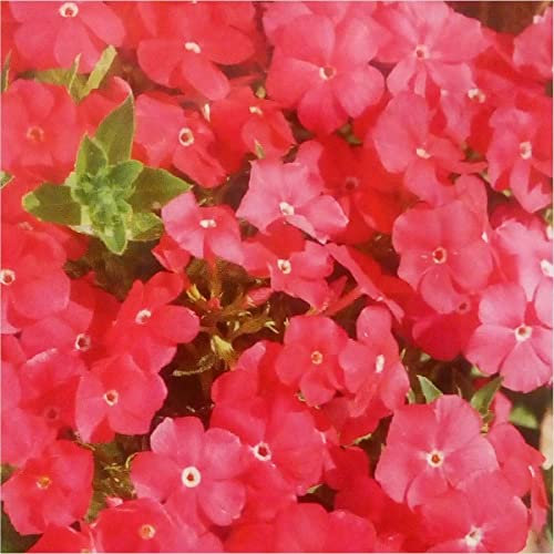 Annual Phlox Pink - Drummondii 150 Seeds.
