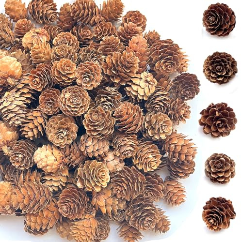 Christmas Pine Cones, KY-Tech 100pcs Natural Pine Cones 2-3.5cm Rustic Pine Cone Christmas Pinecones Ornaments for Wreath Decorations Christmas Decorations Pine Cone Christmas Tree Decoration(2-3.5CM)