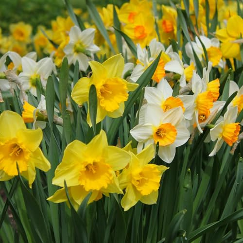 mgc24 Narzissen Mischung großblütig - 200 Blumenzwiebeln
