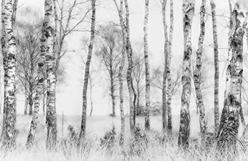 VLIES Fototapete-Birken-Wald-(6629Pr)-400x260 cm-Foto-Kunst Bäume Nebel Herbst Dunst Abstrakt Textur Lichtung Natur Landschaft Panorama