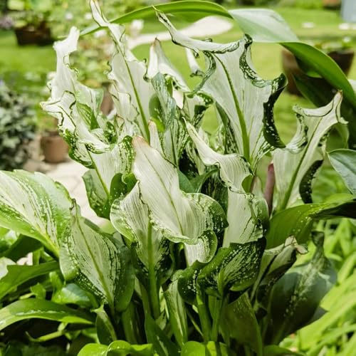 bulbi di calla - Zantedeschia aethiopica - esotiche resistenti decorazione soggiorno giardino balcone 5pcs