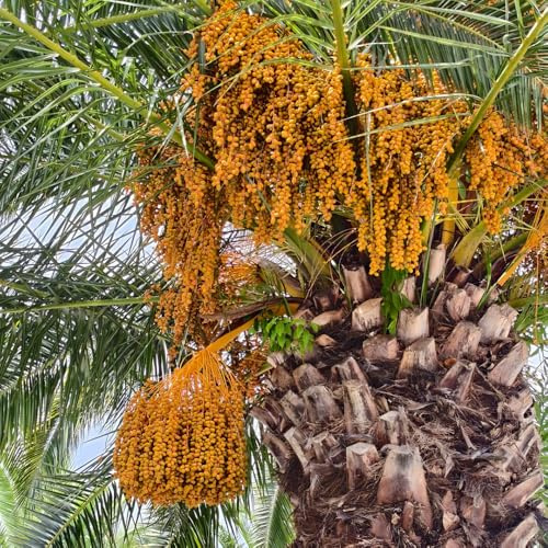 palma da datteri, da appartamento esotiche di balcone copertura del terreno per esterni serra interna arredamento del soggiorno resistente varietà 15semi