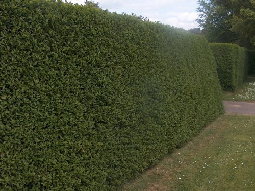 25 X 40-60CM LIGUSTRUM OVALIFOLIUM Green Privet Bare Root Hedging Plants