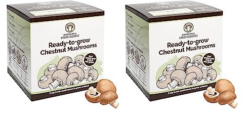 Merryhill Mushrooms - Fresh Chestnut Mushroom Growing Kit | Gardening Gifts for Women, Men & Kids | Grow Your Own Kits | Easy & Delicious to Eat | Mushroom Gifts (2 Chestnut Mushroom Grow Kits)