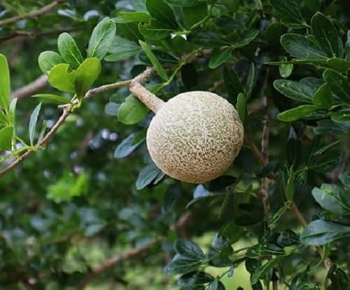 Nouveau frais 60pcs graines de fruits Bael