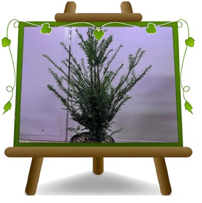 Euro Plants vivai Taxus Bacca conifère plante ornementale sur pot 24 cm hauteur 60-80 cm