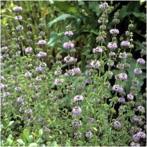 Pacchetto di 1.000 semi, Mentuccia Menta Semi (Mentha pulegium)