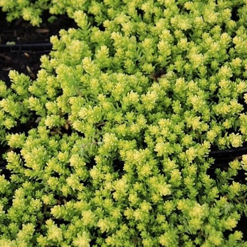 6x Orpin âcre 'Elegans' – Sedum acre ‘Elegans’ – Godet 9x9cm | Forme compacte, fleurs jaunes
