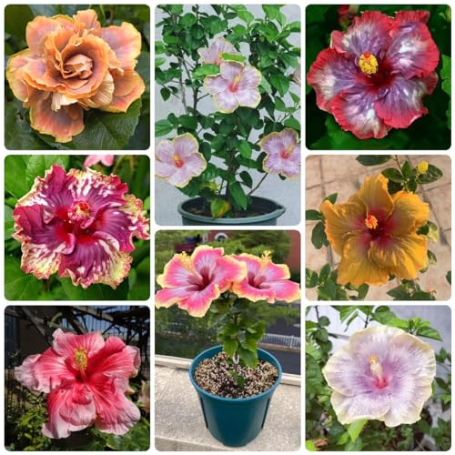 30 pcs hibiskus samen winterhart samen - pflanztöpfe balkon hochbeet,Hibiscus syriacus, bonsai samen blumendeko bienenfreundliche blumensamen balkonpflanzen winterhart winterharte