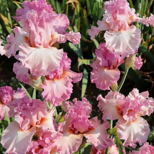 Bulbi di iris perenni resistenti - giardino regali aiuole rialzate rara balcone primaverile 10pcs